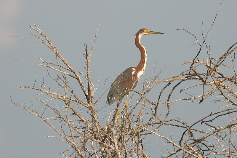 Tricolored Heron .jpg